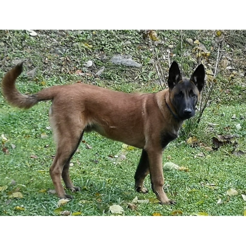 Mr.Pet spletna trgovina