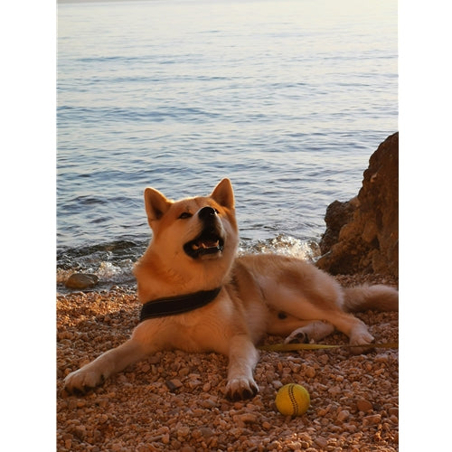 Mr.Pet spletna trgovina