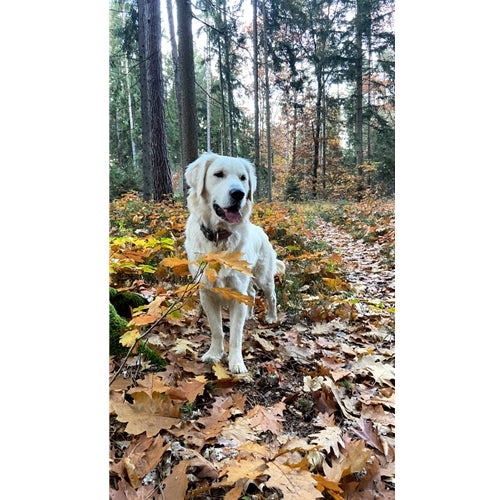 Mr.Pet spletna trgovina