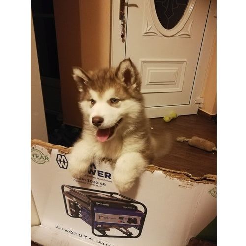 Mr.Pet spletna trgovina