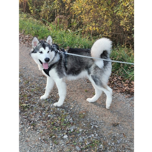 Mr.Pet spletna trgovina