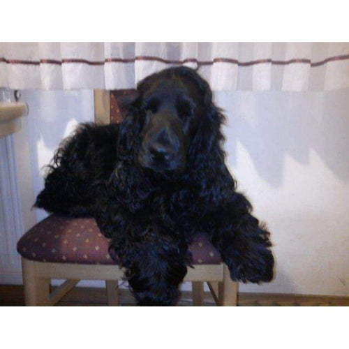 Mr.Pet spletna trgovina