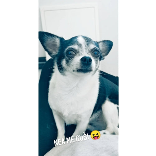 Mr.Pet spletna trgovina