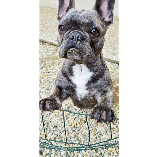 Mr.Pet spletna trgovina