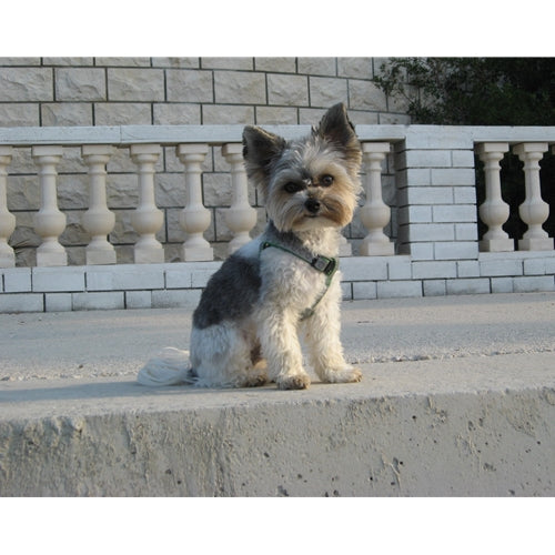 Mr.Pet spletna trgovina