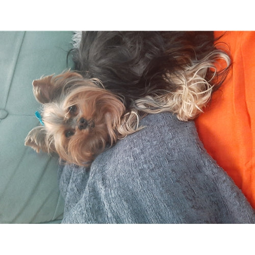 Mr.Pet spletna trgovina