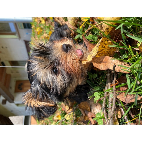 Mr.Pet spletna trgovina