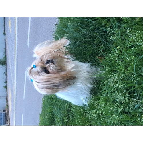 Mr.Pet spletna trgovina
