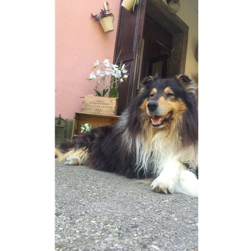 Mr.Pet spletna trgovina
