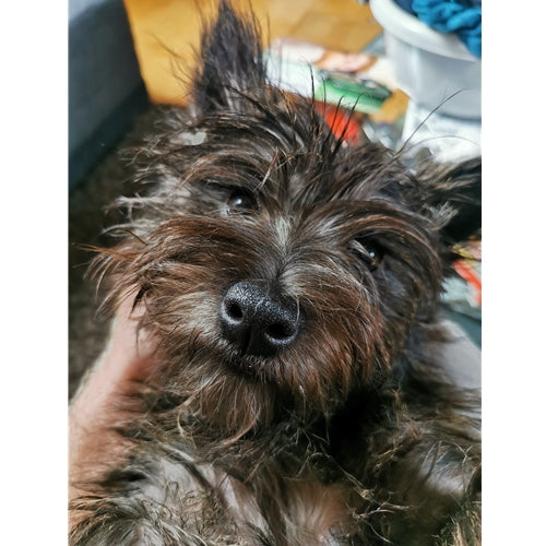 Mr.Pet spletna trgovina