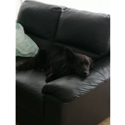 Mr.Pet spletna trgovina