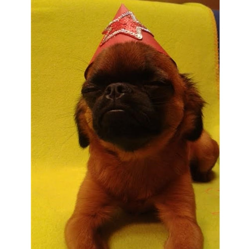 Mr.Pet spletna trgovina