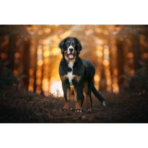 Mr.Pet spletna trgovina