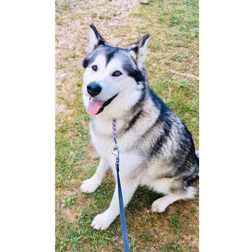 Mr.Pet spletna trgovina