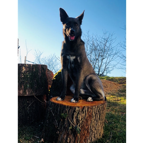 Mr.Pet spletna trgovina