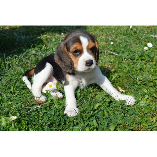 Mr.Pet spletna trgovina