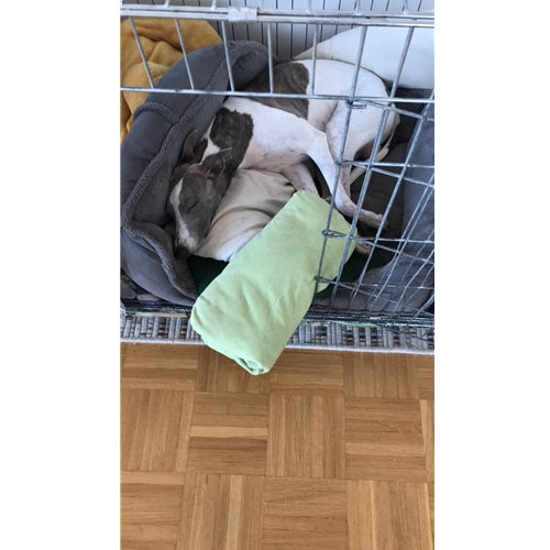 Mr.Pet spletna trgovina