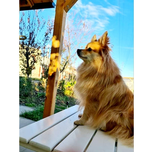Mr.Pet spletna trgovina