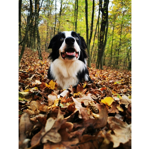 Mr.Pet spletna trgovina