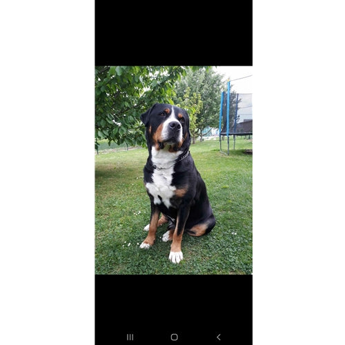 Mr.Pet spletna trgovina