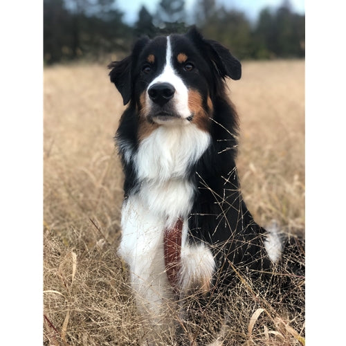 Mr.Pet spletna trgovina