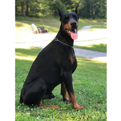 Mr.Pet spletna trgovina