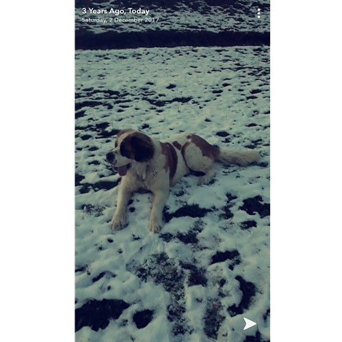 Mr.Pet spletna trgovina