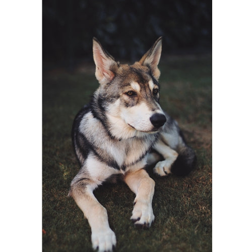 Mr.Pet spletna trgovina