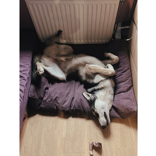 Mr.Pet spletna trgovina