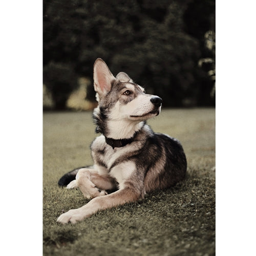 Mr.Pet spletna trgovina