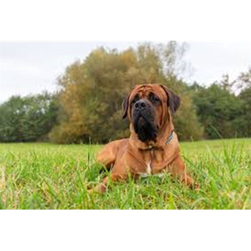 Mr.Pet spletna trgovina