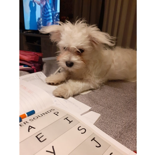 Mr.Pet spletna trgovina