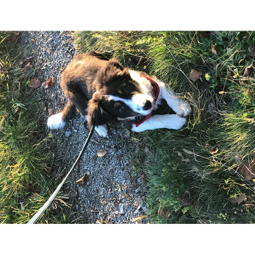 Mr.Pet spletna trgovina