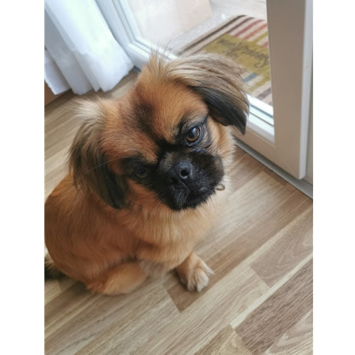 Mr.Pet spletna trgovina