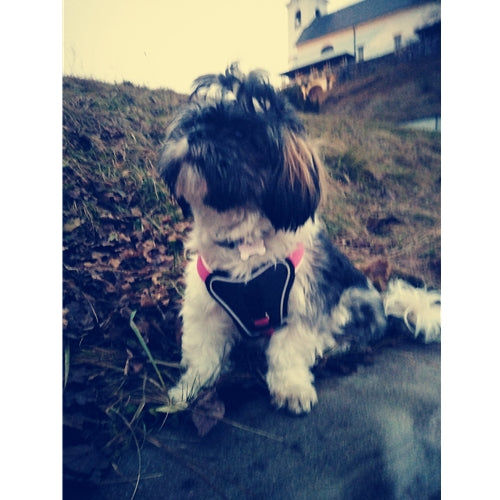 Mr.Pet spletna trgovina