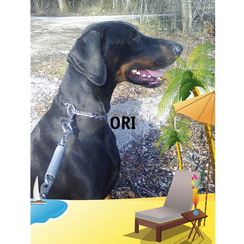 Mr.Pet spletna trgovina
