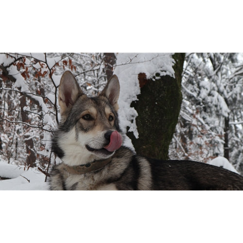 Mr.Pet spletna trgovina
