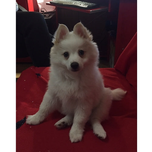 Mr.Pet spletna trgovina