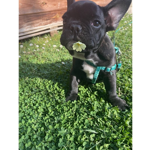 Mr.Pet spletna trgovina
