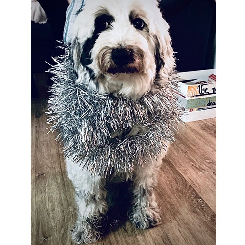 Mr.Pet spletna trgovina