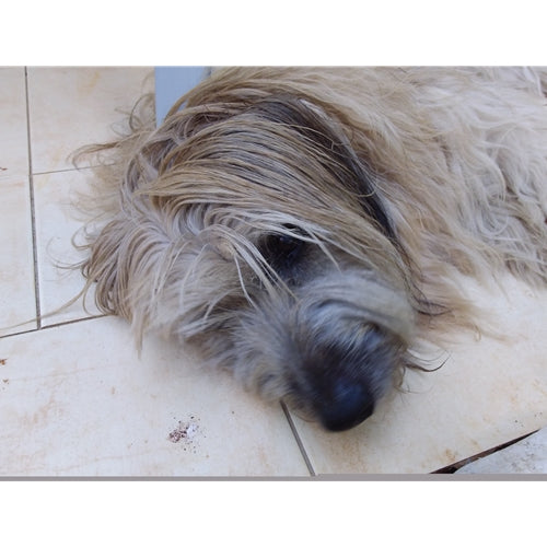 Mr.Pet spletna trgovina