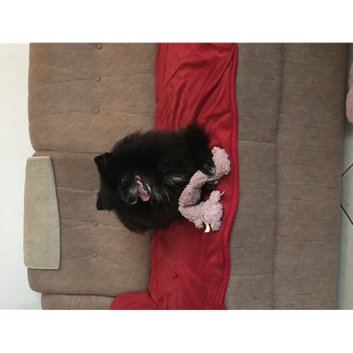 Mr.Pet spletna trgovina