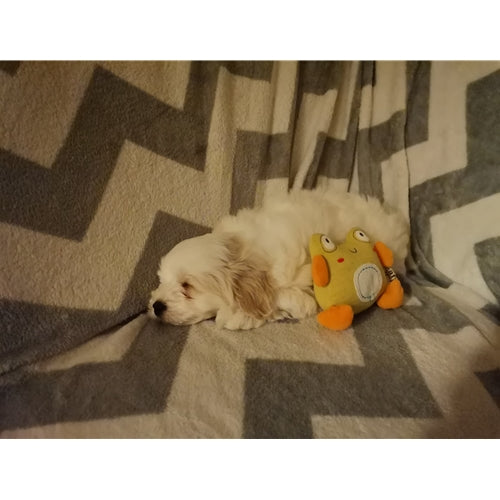 Mr.Pet spletna trgovina