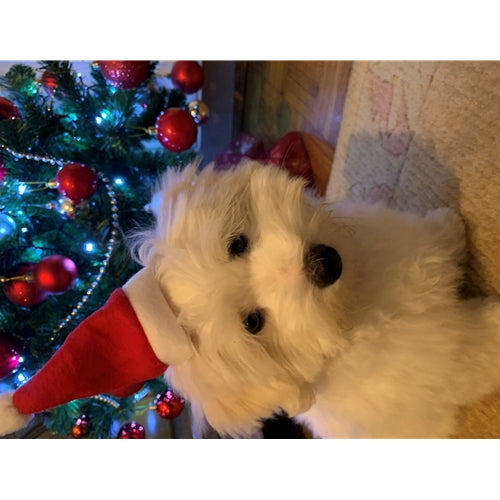 Mr.Pet spletna trgovina