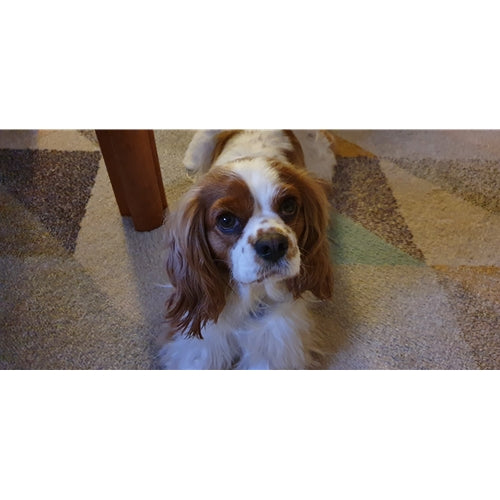 Mr.Pet spletna trgovina
