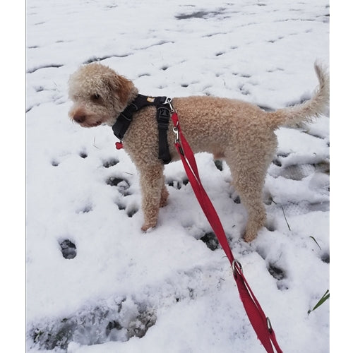 Spletna trgovina Mr.Pet