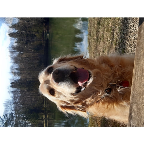 Mr.Pet spletna trgovina