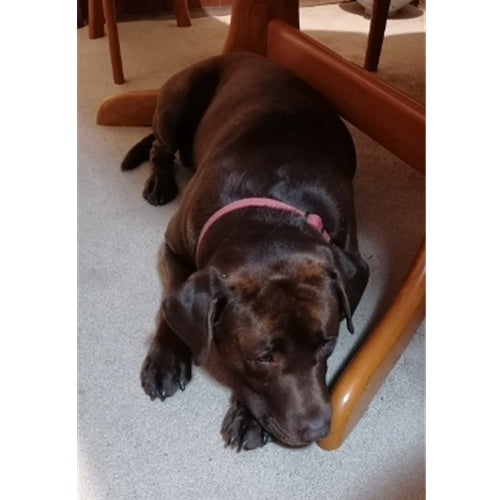 Spletna trgovina Mr.Pet