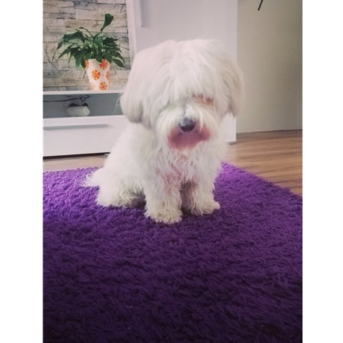 Mr.Pet spletna trgovina
