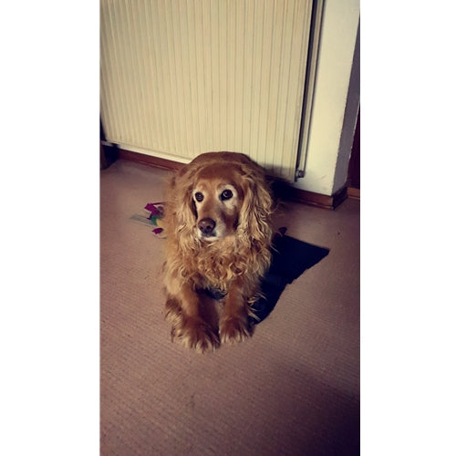 Mr.Pet spletna trgovina